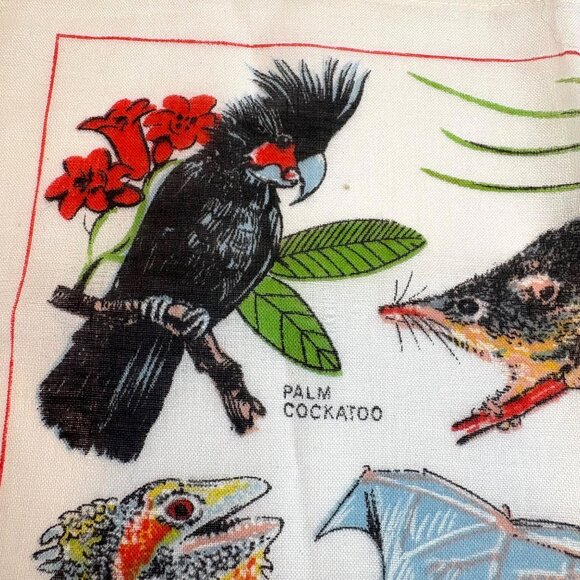 Australian Endangered Species Handkerchief Heil Koala Ghost Bat  Forest Dragon - Picture 4 of 6